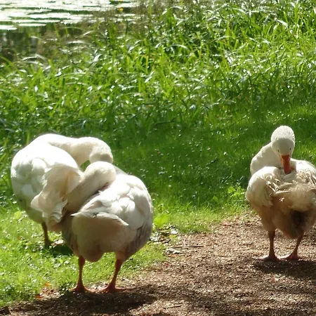 Oude Haven * Borculo